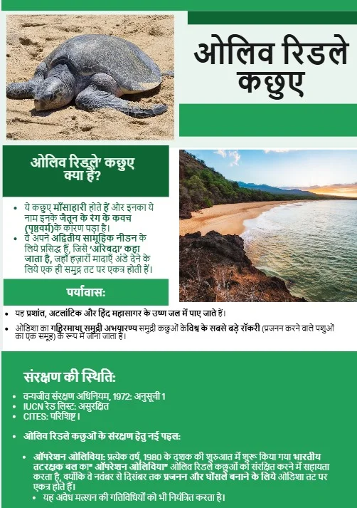 Olive Ridley Turtles